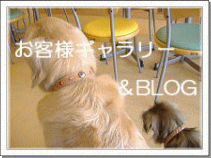Cafe with Dogのブログ＆お客様ギャラリー
